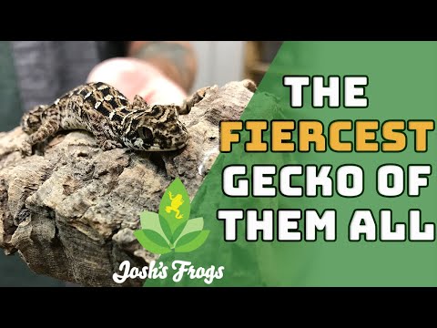 Видео: Всё о гадюковых гекконах | Обзор видов