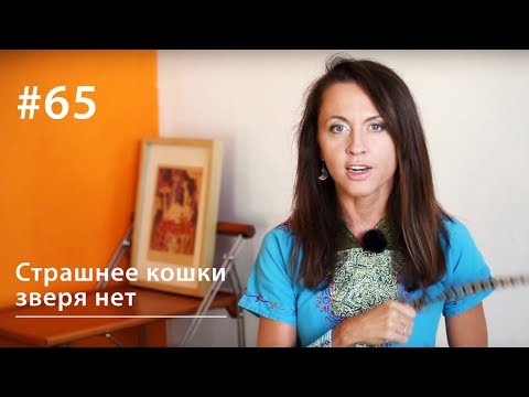 Видео: Страшнее кошки зверя нет // Всё как у зверей #65