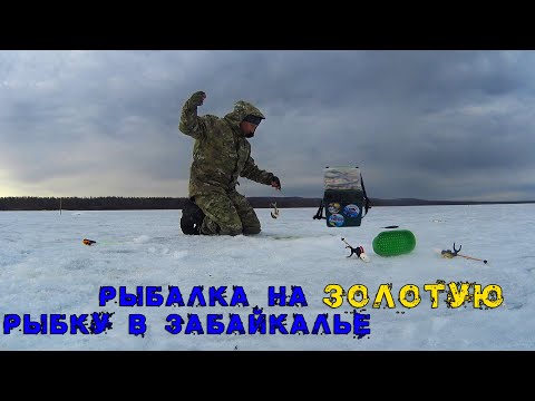 Видео: РЫБАЛКА НА ЗОЛОТУЮ рыбку в ЗАБАЙКАЛЬЕ