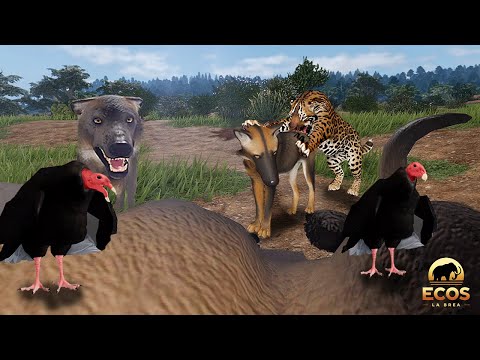 Видео: Охота волчьей стаи на стервятников прервана прайдом смилодонов! | Roblox Ecos: La Brea