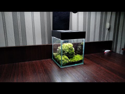 Видео: Вабикуса по русски из Николаева/Vabikusa in Russian