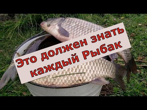 Видео: УЖЕ 4  ГОДА ОТ  НЕЁ ДУРЕЕТ ВСЯ РЫБА /  Супер рыболовная насадка на карася весной. Насадка для карася