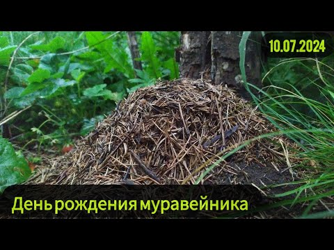 Видео: День рождения муравейника. 3 года