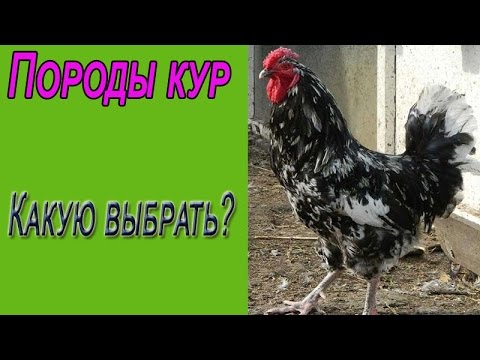 Видео: Породы кур. Какую породу кур выбрать для дома?