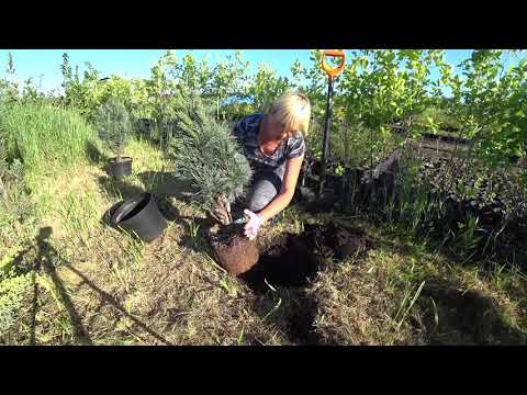Видео: Сажаем рододендроны, сосну и др. Серия 3