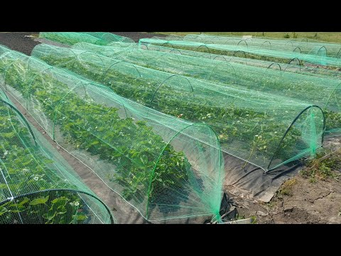 Видео: Как защитить клубнику от птиц и фазанов