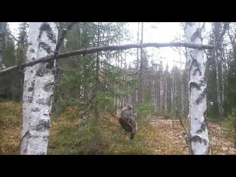 Видео: Проверка петель на глухаря и рябчика