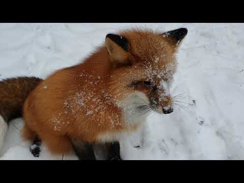 Видео: Алиса - лиса. Злюка! кто еще хочет завести лису?