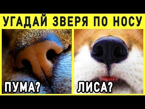 Видео: НЕРЕАЛЬНЫЙ ТЕСТ о животных: УГАДАЙ ЗВЕРЯ по его носу. Империя Тестов