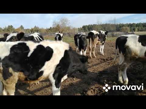 Видео: КОРОВЫ НА ПАСТБИЩЕ,ТЕЛЯТА В ЭЛЕКТРОПАСТУХ!ЗА ТРИ МЕСЯЦА ОТЕЛИМСЯ ВСЕ!КОГДА ЖДАТЬ МНОГО ТЕЛЯТ?!