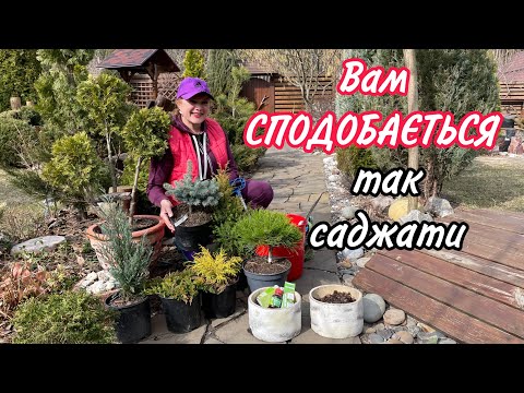 Видео: Вам сподобається САДЖАТИ ТАК  рослини.Завжди вкорінюються.Швидко зростають.