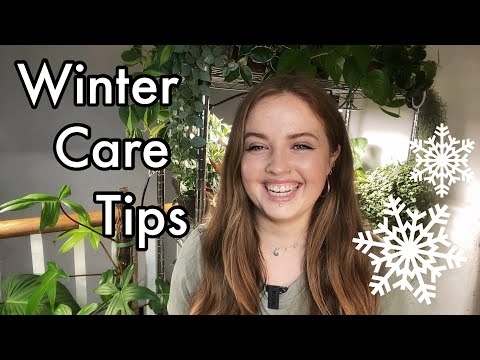 Видео: 9 советов по уходу за комнатными растениями зимой | Как я ухаживаю за комнатными растениями зимой