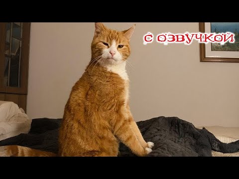Видео: Приколы с котами! С ОЗВУЧКОЙ! Смешные коты! СМЕШНЫЕ ЖИВОТНЫЕ 2024! Тест на психику!