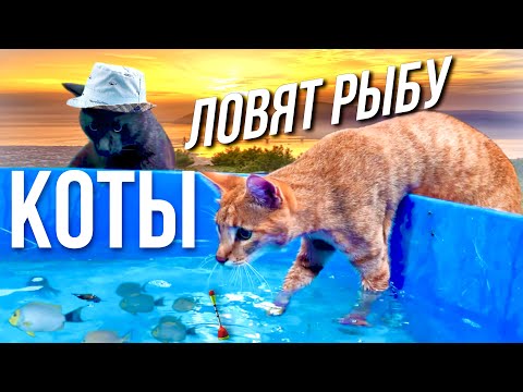 Видео: Кот, который любит воду 😸 Камышовый кот Вульф и чаузи Торви ловят рыбу 😼