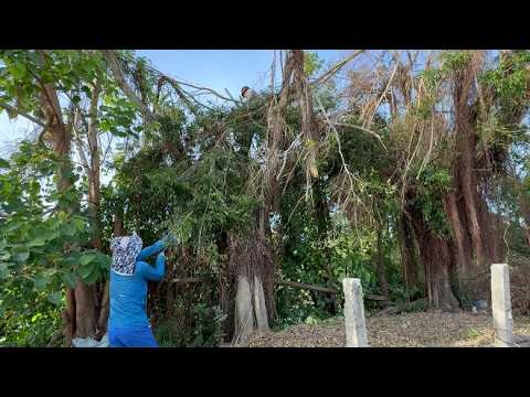 Видео: Вырубка бесполезных придорожных фиговых деревьев - Как спилить дерево бензопилой