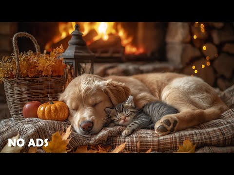 Видео: 12 ЧАСОВ Успокаивающей Музыки для Собак 🦮💖 Расслабление Собак 🎵 Музыка против Тревоги от Разлуки ⭐