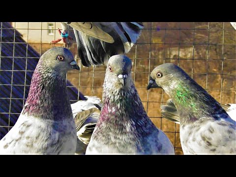 Видео: Голуби ждали такую погодку целых 10дней.18.11.21