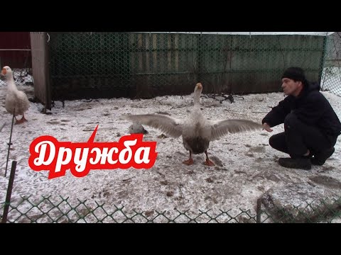 Видео: Мой необычный друг
