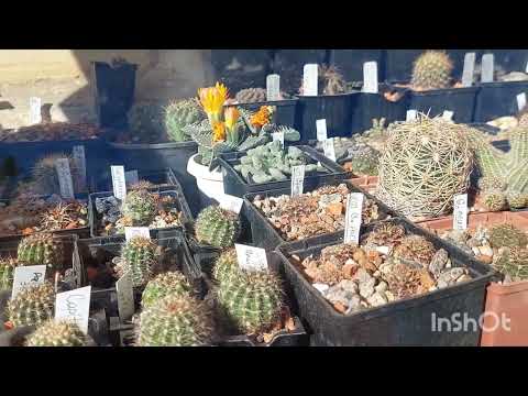 Видео: Готовлю кактусы к зимовке под рамами 🌵 Когда в зимовник?