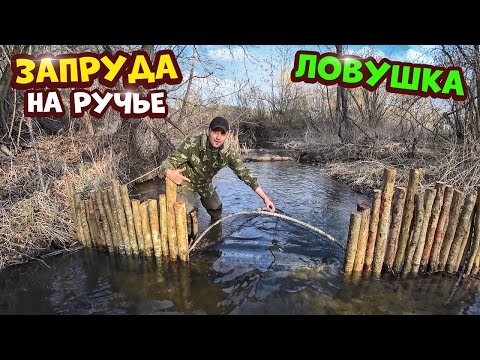 Видео: Сделал запруду на ручье.Поставил ловушку таптуху. Супер улов. Нажарил гренок.