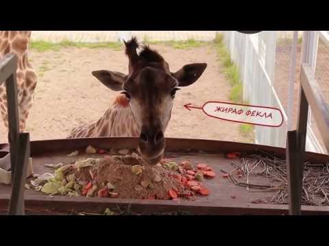 Видео: Один день в зоопарке