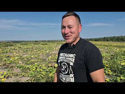 Видео: Як там гарбузи? Коли збирати?