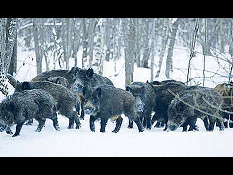 Видео: Охота. Дуплет по кабанам + бонус по вредителям