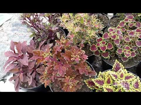 Видео: 😍Колеусы!!! 😍. Секрет выращивания.