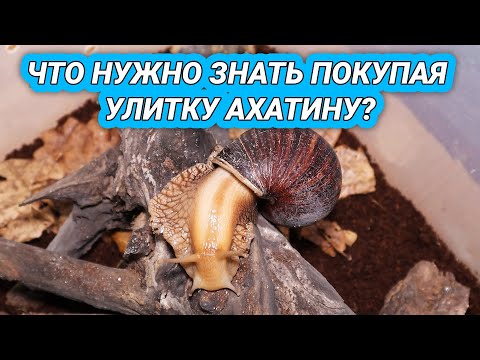 Видео: Что нужно знать перед покупкой улитки ахатины? Улитка ахатина