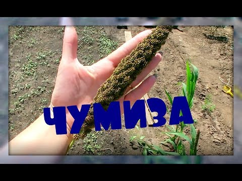Видео: КАК Я ВЫРАЩИВАЮ ЧУМИЗУ!