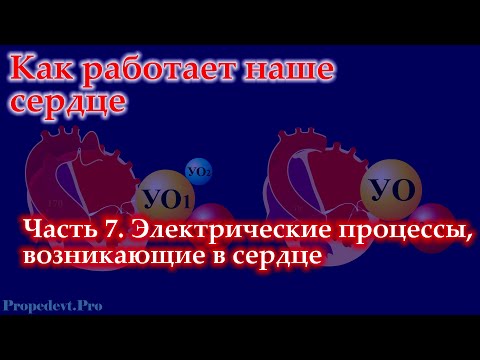 Видео: Как работает наше сердце. Часть 7. Электрические процессы, возникающие в сердце