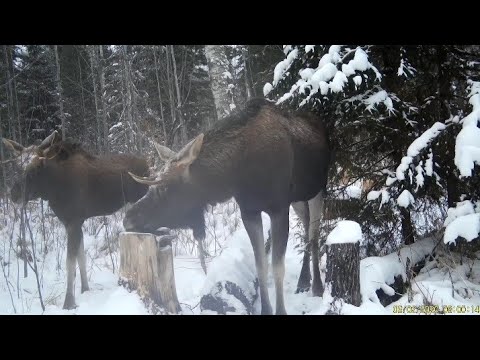 Видео: Проверка КАПКАНОВ. Добыча.  ЛОСИ на солонце.