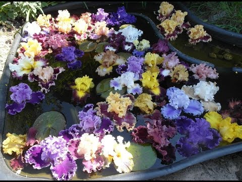 Видео: Почему не цветут ИРИСЫ? 10 причин