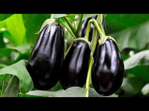 Видео: НЕМНОГО ТЕОРИИ О СУШКЕ ОВОЩЕЙ, РЕЦЕПТ ПРИГОТОВЛЕНИЯ БАКЛАЖАН ( УСКОРЕННОЕ ВОССТАНОВЛЕНИЕ)