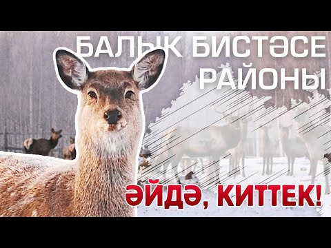 Видео: ӘЙДӘ, КИТТЕК! / ТАТАРСТАН: БАЛЫК БИСТӘСЕ / Дикая ферма, магазин без продавца, местный Шанхай
