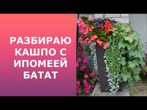 Видео: Как буду сохранять ипомею батат из магазинного клубня?