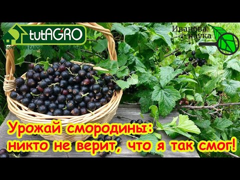 Видео: ВСЕГО ТРИ ШАГА К БУЙНОМУ УРОЖАЮ СМОРОДИНЫ: сделайте их осенью и ягодники завалят урожаем!