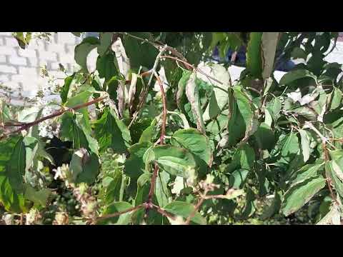 Видео: Гептокодиум цветет