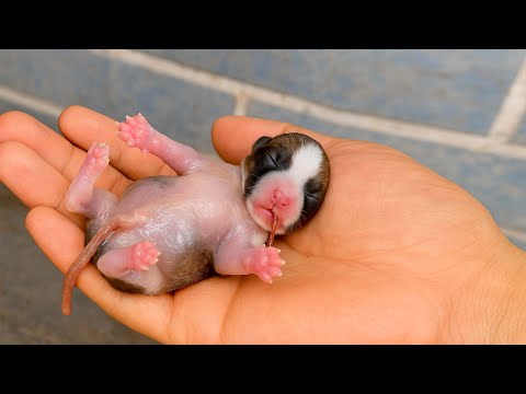 Видео: Я был в шоке! Собака 🐶 тайно пробралась в мой дом ночью и родила 3 милых щенка. 🐶🐕❤😘🥰🥰🥰