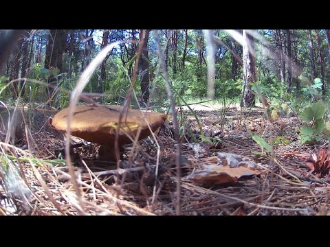 Видео: ПВД 2022 | Одиночный поход в лес | Укрытие из тента.