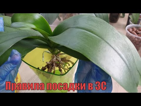 Видео: Посадка орхидей в ЗС после открытой системы. В чем для меня преимущество такого подхода.
