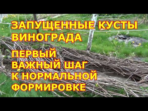 Видео: Старые кусты винограда. Первый важный шаг к нормальной формировке.