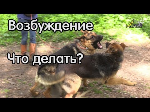 Видео: Возбуждение на собак, отказ выполнять команды, что делать?