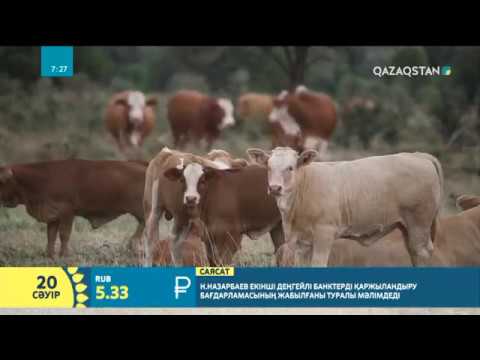 Видео: Төрт түлік малды шақыру