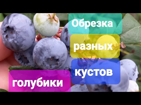 Видео: Обрезка разных кустов голубики, что оставить, что удалить. Видео урок 16)))