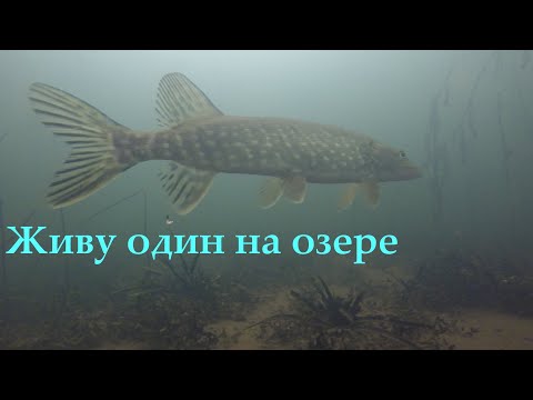 Видео: Один на озере. Сложилась палатка, ремонт мотособаки,попал в слуз. Жерлицы на щуку.