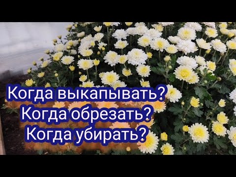 Видео: Хризантема осенью. Отвечаю на ваши вопросы.