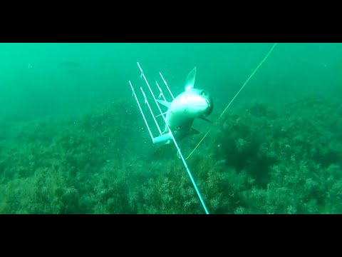 Видео: Подводная охота в Черном море 2023. Осенний ход. Октябрьский бонус.