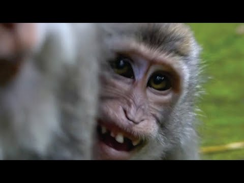 Видео: Плохие парни!