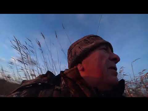 Видео: Охота на утку с чучелами2023г №10